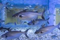 Iridescent shark, Striped catfish in fish tank Royalty Free Stock Photo