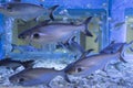 Iridescent shark, Striped catfish in fish tank Royalty Free Stock Photo