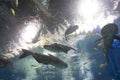 Iridescent shark, Striped catfish in fish tank Royalty Free Stock Photo