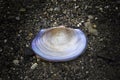 Iridescent shell interior on coarse beach sand