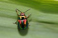 Iridescent small insect - dead nettle beetle (chrysolina fastuosa).