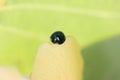 Iridescent Steelblue Ladybird on leaf