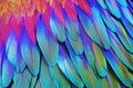 iridescent texture on a hummingbird feather