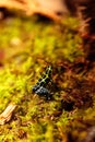 Iridescent variable poison dart frog Ranitomeya variabilis Royalty Free Stock Photo