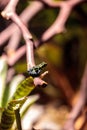 Iridescent variable poison dart frog Ranitomeya variabilis Royalty Free Stock Photo