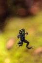 Iridescent variable poison dart frog Ranitomeya variabilis Royalty Free Stock Photo