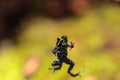 Iridescent variable poison dart frog Ranitomeya variabilis Royalty Free Stock Photo