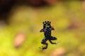 Iridescent variable poison dart frog Ranitomeya variabilis Royalty Free Stock Photo