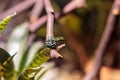 Iridescent variable poison dart frog Ranitomeya variabilis Royalty Free Stock Photo