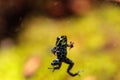 Iridescent variable poison dart frog Ranitomeya variabilis Royalty Free Stock Photo