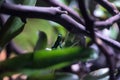 Iridescent variable poison dart frog Ranitomeya variabilis Royalty Free Stock Photo