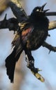 Iridescent-winged Common Grackle with Wide Open Beak - Quiscalus quiscula Royalty Free Stock Photo