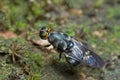 An iridiscent blue soldier fly