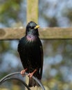 Iridiscent Starling, Sturnus vulgaris, .perched on top of metal bird feeder in Norfolk garden, UK