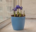 Iridodictyum  in a blue pot on the windowsill in the early spring Royalty Free Stock Photo