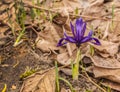 Iridodictyum  in garten in the early spring Royalty Free Stock Photo