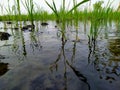 Irigation of young rice plant Royalty Free Stock Photo