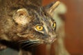 Iriomote wild cat Royalty Free Stock Photo