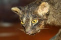 Iriomote wild cat Royalty Free Stock Photo