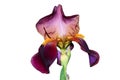 Iris Royalty Free Stock Photo