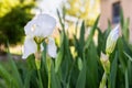 Iris albicans lange or cemetery iris, white beautiful flower in the garden design