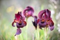 Iris atropurpurea, the coastal iris, in the Oncocyclus section Royalty Free Stock Photo