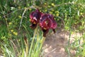 The Iris atropurpurea flower