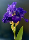 Iris Barbata-Elatior Blue Rhythm Royalty Free Stock Photo