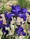Iris Barbata-Elatior, Blue Rhythm Royalty Free Stock Photo