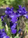 Iris Barbata-Elatior, Blue Rhythm Royalty Free Stock Photo
