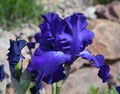 Iris Barbata-Elatior, Blue Rhythm Royalty Free Stock Photo