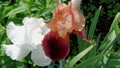 Iris bearded at the cottage. Beautiful flower.