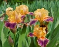 Iris, Bearded, Decadence, Yellow and Purple color