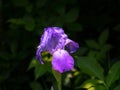 Iris bearded, flowers of purple iris in the garden, bearded irises wonderful flower, flower irises.