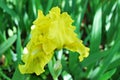 Iris bearded, lemon color Royalty Free Stock Photo