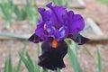 Iris, Bearded, Romantic Evening, Purple and Burgundy