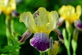 Iris bearded yellow with purple in the garden close-up. Royalty Free Stock Photo
