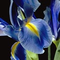 Iris on black Royalty Free Stock Photo