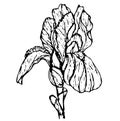 Iris black outline 145 Royalty Free Stock Photo