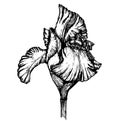 Iris black outline Royalty Free Stock Photo