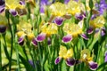 Iris bloom Royalty Free Stock Photo