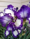 Iris bloom cluster Royalty Free Stock Photo