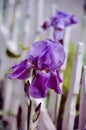 Iris in bloom leaning next to a fene Royalty Free Stock Photo