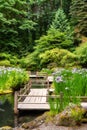 Iris Blooming at the Koi Pond at the Portland Japanese Garden Royalty Free Stock Photo