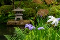 Iris Blooming Near Pagoda at the Koi Pond at the Portland Japanese Garden Royalty Free Stock Photo