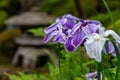 Iris Blooming Near Pagoda at the Koi Pond at the Portland Japanese Garden Royalty Free Stock Photo