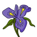 Iris blossom illustration vector isolated