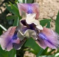 Bearded Iris flower in bloom