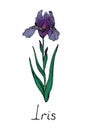 Iris blue purple flower, doodle ink drawing, colorful vintage style