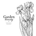 Iris bouquet. Flower and leaves drawing. Vector hand drawn engraved floral set Royalty Free Stock Photo